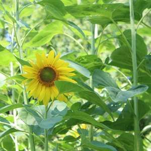 Meet your Posher, Rachael